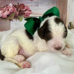 Green Boy - Brown and white male Bernedoodle puppy in The Woodlands, Texas from Gracie's Goldendoodles and Bernedoodles of The Woodlands
