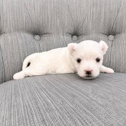 Girl-1 - White female Maltese puppy in Ashville, Alabama from LMC Pups