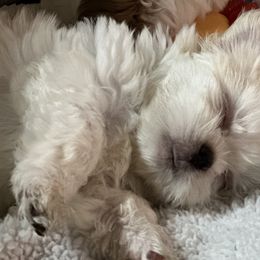 Shih Tzu Puppies from Prescious Shih Tzu’s