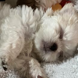 Shih Tzu Puppies from Prescious Shih Tzu’s