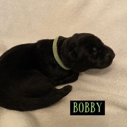 German Shepherd Puppies from High Voltage GSD