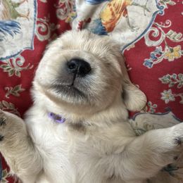 Golden Retriever and Labrador Retriever Puppies from Storm Chasers Retrievers