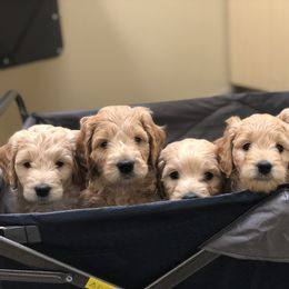 Goldendoodle and Golden Retriever Puppies from Utah Goldens