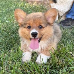 Scout - Sable female Pembroke Welsh Corgi puppy in Hotchkiss, Colorado from Grand Mesa Corgis