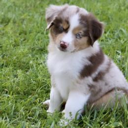 Girl 2 - Miniature Australian Shepherd puppy in Florida from J7 Miniature Australian Shepherds