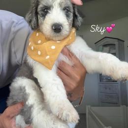Sky - Blue merle female Assorted Doodle Crosses puppy in Port Saint Lucie, Florida from Sommerdoodle