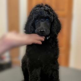 Garrick - Black male Poodle puppy in Vail, Arizona from Semper Poodelis