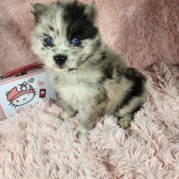 Pomsky Puppies from Pomskies of Hawaii