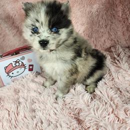 Pomsky Puppies from Pomskies of Hawaii
