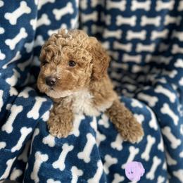 Goldendoodle Puppies from KandE Doodles