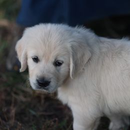 Miss Teal - Light golden female Golden Retriever puppy in Morrill, Kansas from Grimm Girls Farm