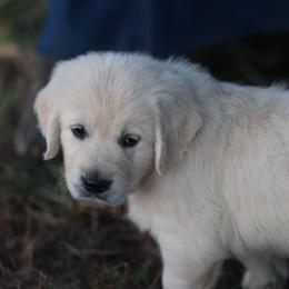 Miss Teal - Light golden female Golden Retriever puppy in Morrill, Kansas from Grimm Girls Farm