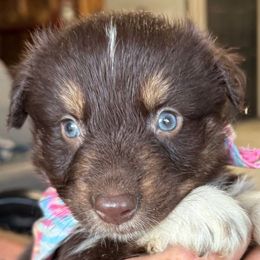 Sioux - Red tri-color female Australian Shepherd puppy in Eubank, Kentucky from Red Feather Aussies