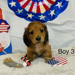Boy 3 - Cream male Dachshund puppy in Nederland, Texas from M & M Pups