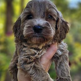 Sunny - Red and white male Cockapoo puppy in Mocksville, North Carolina from Hunting Creek Kennels & Farm