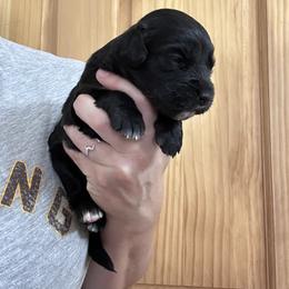 Girl 2 - female Golden Mountain Dog puppy in Wyoming from Great Basin BMD