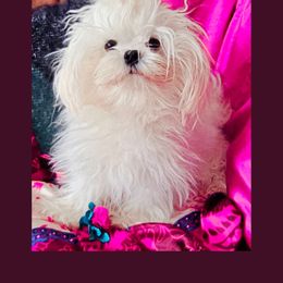 Freya - Maltese