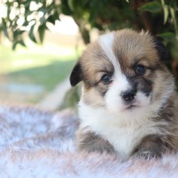Red female - Red female Pembroke Welsh Corgi puppy in Caliente, California from Rafter Cross 7
