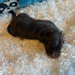 Slate - Blue merle male Aussiedoodle puppy in Kensington, Ohio from Hickory Hideaway Doodles