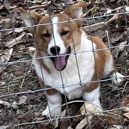 COOPER - Pembroke Welsh Corgi