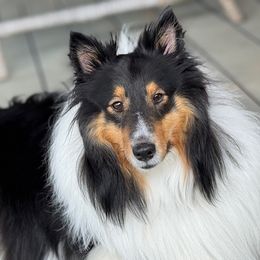 Neutered four year old male - Black white and tan Shetland Sheepdog puppy in Shirley, Arkansas from Lucky Pups