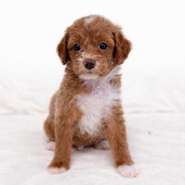 Theo - Red  male Goldendoodle puppy in Springfield, Ohio from Dawson's Royal Companions