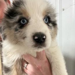 Boy2-Skye - Blue merle male Australian Shepherd puppy in Welda, Kansas from McDaniel Aussies of Kansas LLC