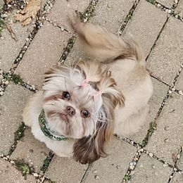 Yumi - Shih Tzu