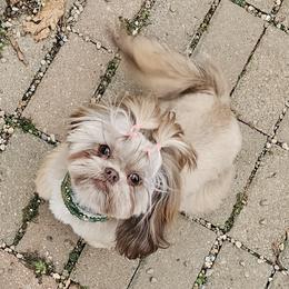 Yumi - Shih Tzu