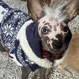 Roo - Slate male Chinese Crested puppy in Henderson, Kentucky from Western Kentucky Chihuahua’s and Chinese Crested’s