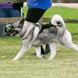 Norwegian Elkhounds from Randi Johnson's Norwegian Elkhounds