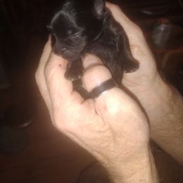 Pomeranian Puppies from Willy the Pomeranian Stud and Lilly's puppies