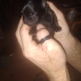 Pomeranian Puppies from Willy the Pomeranian Stud and Lilly's puppies