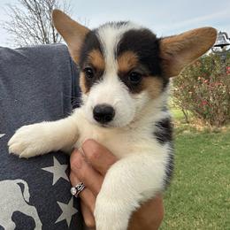 Girl 3 - Black and tan female Pembroke Welsh Corgi puppy in Honey Grove, Texas from JK Ranch Corgis