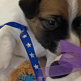Golden Retriever and Jack Russell Terrier Puppies from Shelby Burleson's Golden Retrievers and Jack Russell Terriers