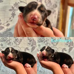Sunflower - Tri-color male Border Collie puppy in Santa Cruz, California from Von Guadachi German Shepherds & Audacity Border Collies