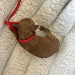 AKC Red Collar - Red  male Poodle puppy in Powder Springs, Georgia from West Cobb Dogs