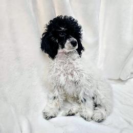Chai - Parti male Poodle puppy in Puyallup, Washington from Pure Parti Poodles