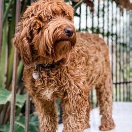 Rum - Australian Labradoodle
