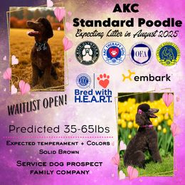 Coming Soon - Brown female Poodle puppy in Auburndale, Florida from The Olympus Standard Poodle