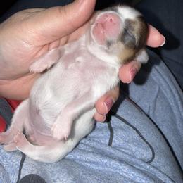 Chihuahua Puppies from Princess Paws LLC