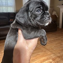 Sweetheart - Black male Pug puppy in Indian Trail, North Carolina from Love Pugs