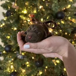 Stoeger - Chocolate male Labrador Retriever puppy in Hillman, Michigan from Northrop Farm