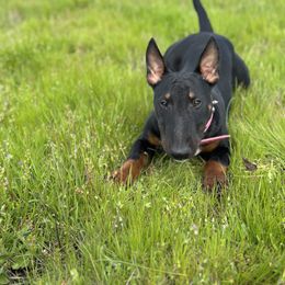 Belgian Malinois Puppies from ROSC K9