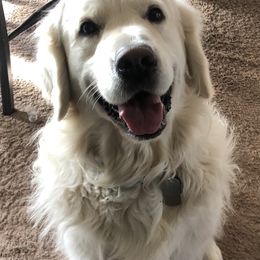 Golden Retriever Puppies from Brightside Goldens