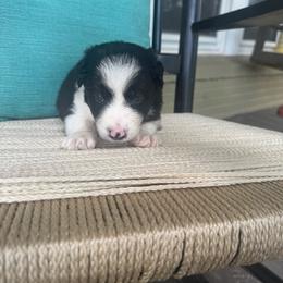 Yoda - Black and white male Border Collie puppy in Winnsboro, Texas from Pecan Grove Pups