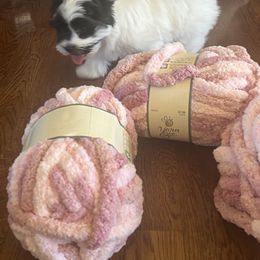 Chip - Black and white male Havanese puppy in Kansas City Mo, Missouri from My Heavenly Havanese Puppies