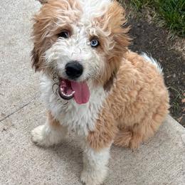 Juliet - female Australian Mountain Doodle puppy in Lincoln, Nebraska from GRand Doodles