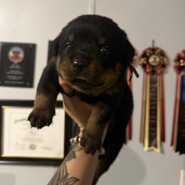 Brown - Black and mahogany male Rottweiler puppy in Cleveland, Texas from Vom Haus Fantasy Rottweiler Kennel