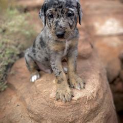 Aussiedoodle and Leopardoodle Puppies from A Puppy Crush